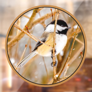 Black-Capped Chickadee - Original Photograph Window Cling