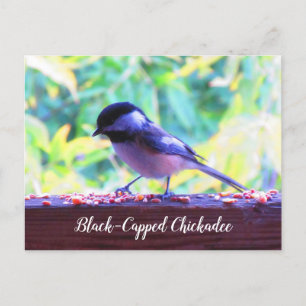 Black Capped Chickadee Perching Birds Canada Postcard