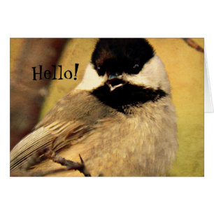 Black Capped Chickadee Photo