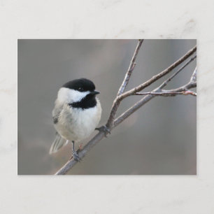 Black Capped Chickadee Photo Postcard