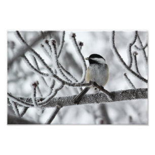 Black-capped Chickadee Photo Print