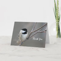 Black Capped Chickadee Photo