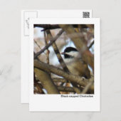 Black-capped Chickadee Postcard (Front/Back)