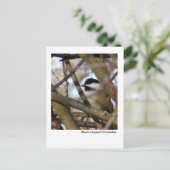Black-capped Chickadee Postcard (Standing Front)