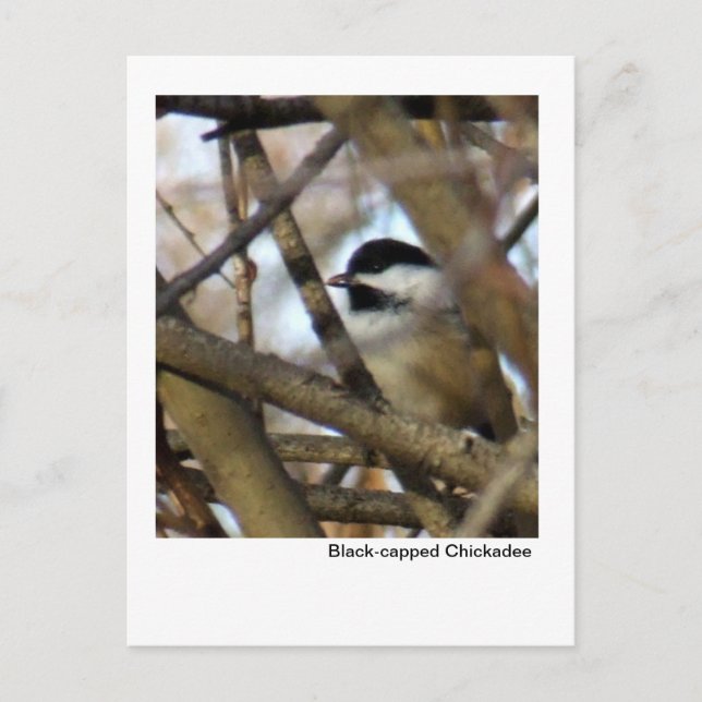 Black-capped Chickadee Postcard (Front)