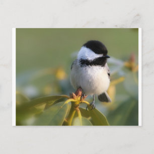Black-capped Chickadee Postcard
