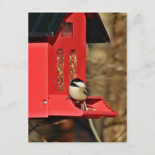 Black-capped Chickadee Postcard