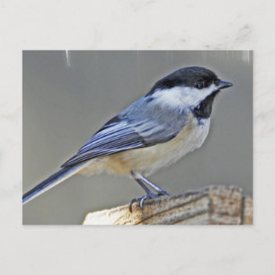 Black Capped Chickadee Postcard