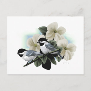 Black Capped Chickadee Postcards