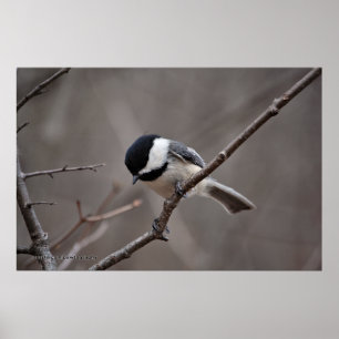 Black Capped Chickadee Poster