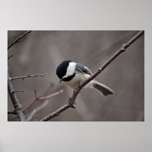 Black Capped Chickadee Poster (Front)