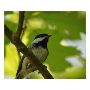 BLACK-CAPPED CHICKADEE POSTER