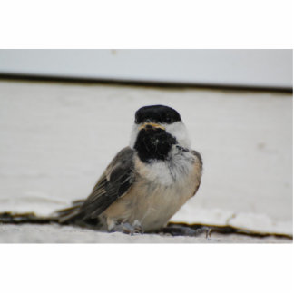 Black capped chickadee sculpture standing photo sculpture