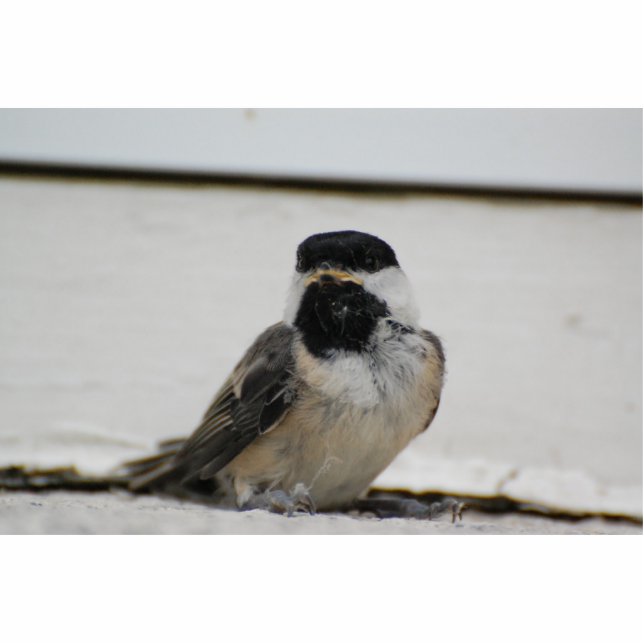 Black capped chickadee sculpture standing photo sculpture (Front)
