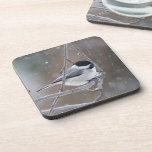 Black-capped Chickadee - Songbird Coaster