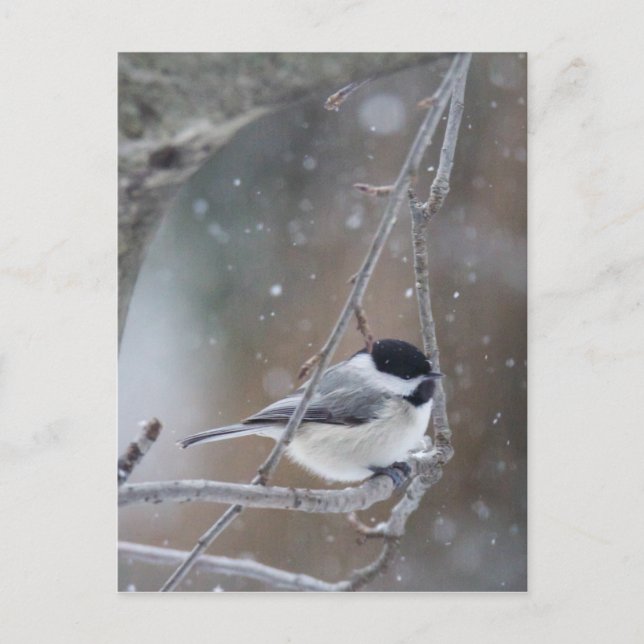 Black-capped Chickadee - Songbird Postcard (Front)