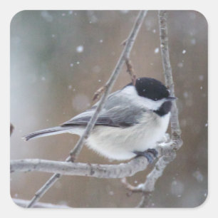 Black-capped Chickadee - Songbird Square Sticker
