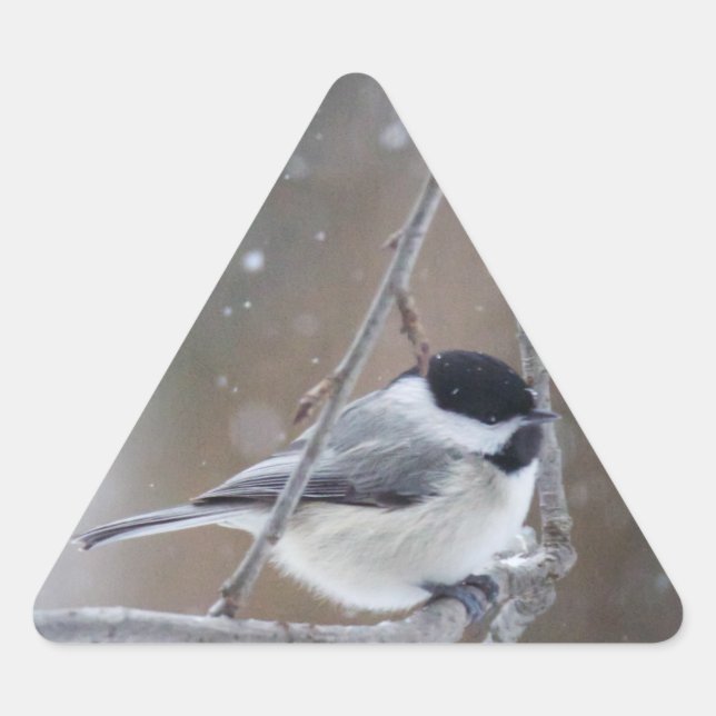 Black-capped Chickadee - Songbird Triangle Sticker (Front)