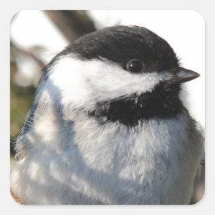 Black Capped Chickadee Square Sticker