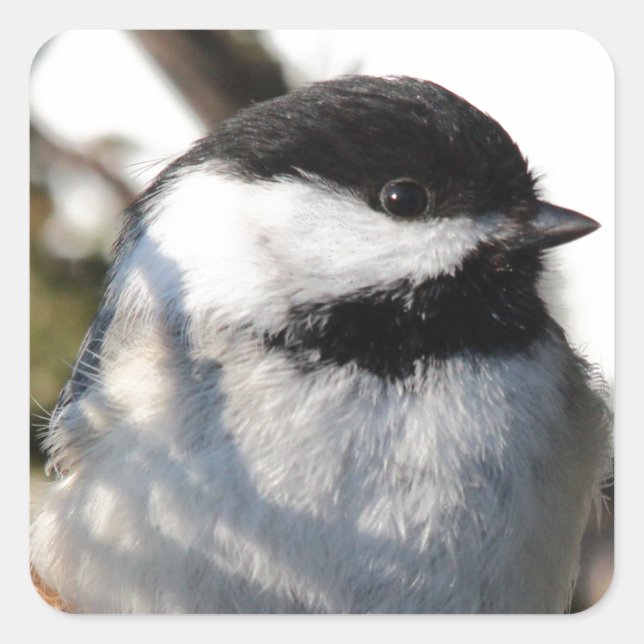 Black Capped Chickadee Square Sticker (Front)