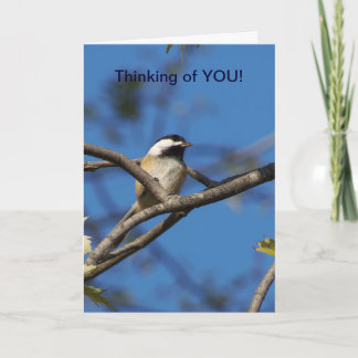 Black-capped Chickadee, Thinking of You Card