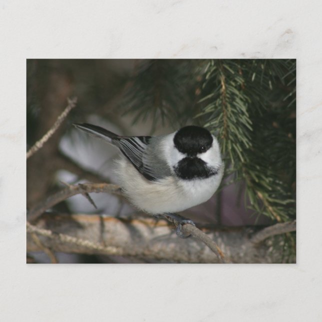 Black Capped Chickadee Wildlife Series #3 Postcard (Front)