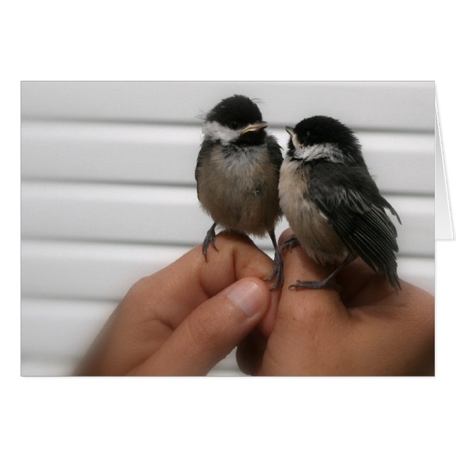 Black Capped Chickadees (Front Horizontal)