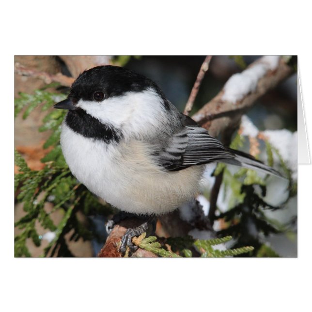 Black-capped Cickadee (Front Horizontal)