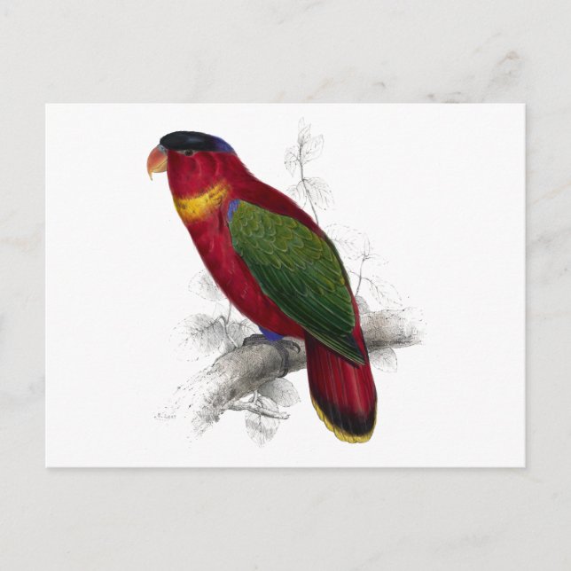 Black-Capped Lory by Edward Lear Postcard (Front)