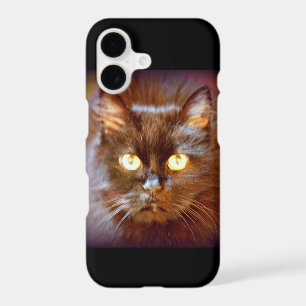 black cat