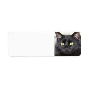 Black Cat