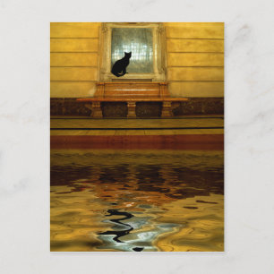 Black Cat above Water Postcard