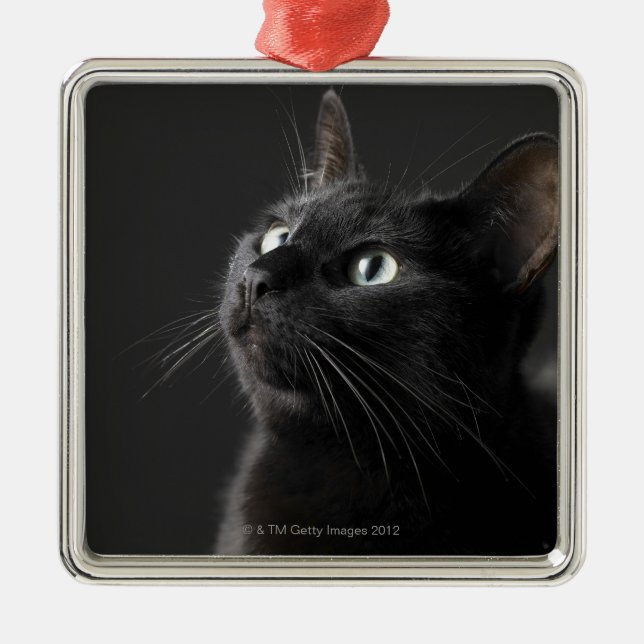 Black cat against black background, close-up metal tree decoration (Front)