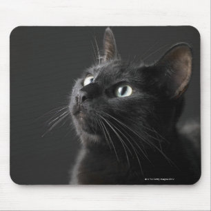 Black cat against black background, close-up mouse mat