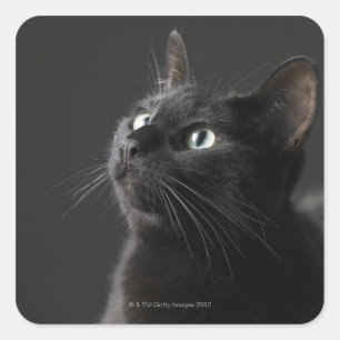 Black cat against black background, close-up square sticker