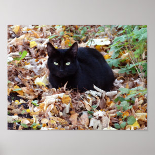 Black Cat Autumn Photo Value Poster Paper (Matte)