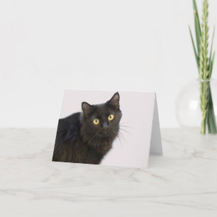 Black Cat Blank Card by Focus for a Cause