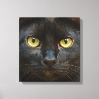 Black cat