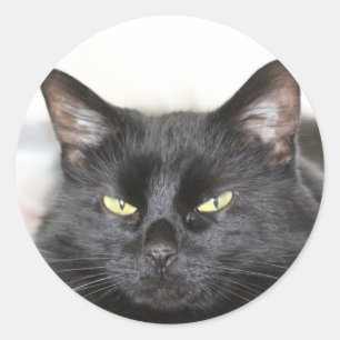 Black Cat Classic Round Sticker