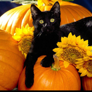 Black Cat Classic Round Sticker