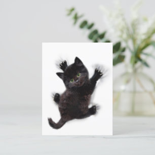 Black Cat Climbing On Human Back Postcard