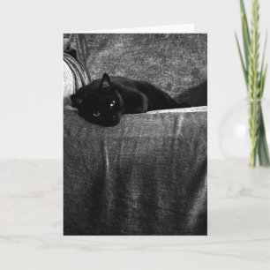 Black Cat Comfy Greeting Cards