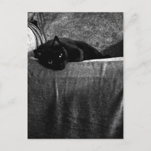 Black Cat Comfy Postcards
