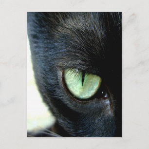Black Cat Eye Postcard