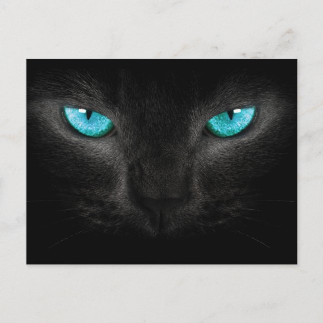 Black Cat Face with Turquoise Eyes Postcard (Front)