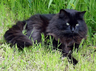 Long Haired Black Cat Postcards Zazzle Uk