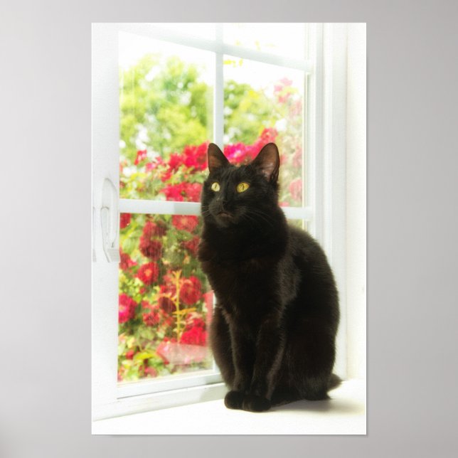 Black Cat Framed in White Poster (Front)