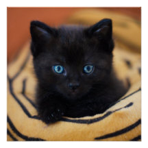 black cat Glossy Poster