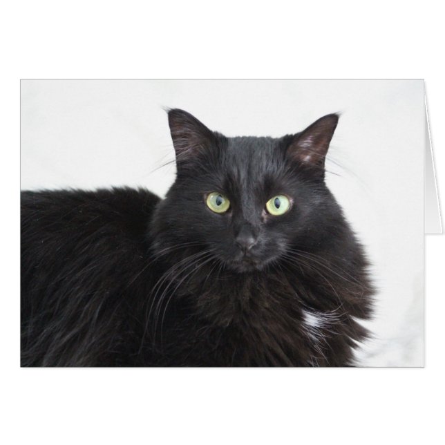 Black Cat greeting card (Front Horizontal)