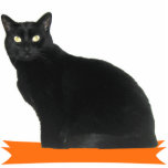 Black Cat Halloween Party Photo Sculpture<br><div class="desc">Black Cat photo sculpture for Halloween party decoration. This spooky cat sculpture, made of acrylic with a black stand, can be ordered in 4 different sizes and is a fun party centerpiece or other decoration for Halloween fun. Can be used for years to come and is a great conversation piece....</div>